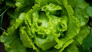lettuce