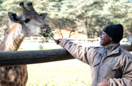 a woman feeding a giraffe leaves at the zoo