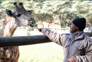 a woman feeding a giraffe leaves at the zoo