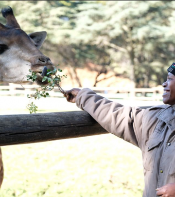 a woman feeding a giraffe leaves at the zoo