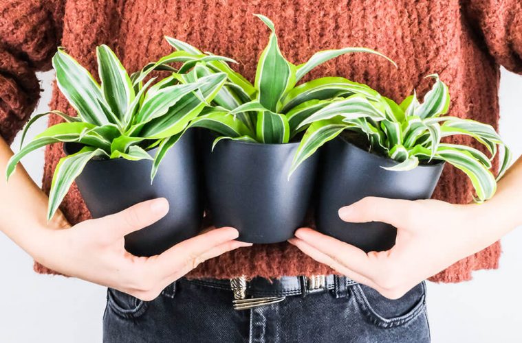 a woman holding three pot plants