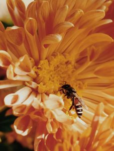 bee on flower