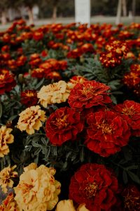 cluster of flowers