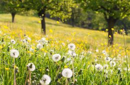 a field of dandelions