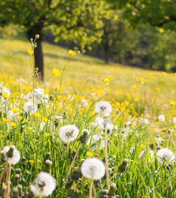 a field of dandelions