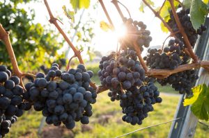 organic wine