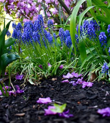 The benefits of mulching with seaweed