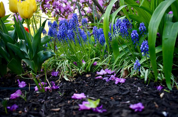 The benefits of mulching with seaweed