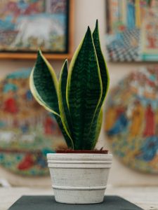 snake plant