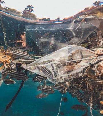 fish caught in plastic in the ocean