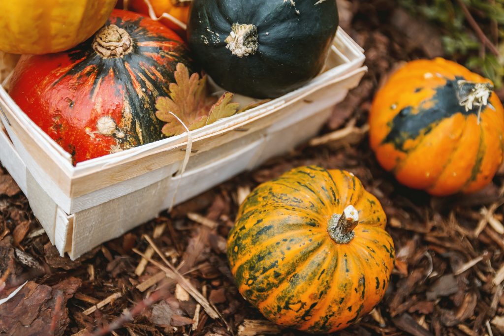 growing squash in winter