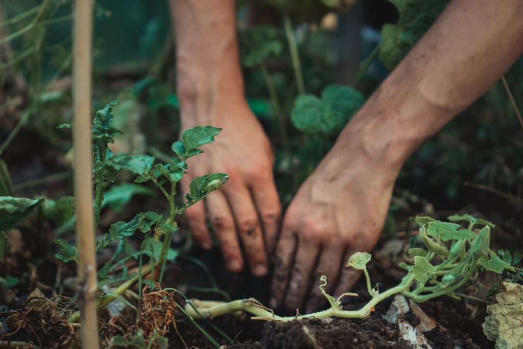 Successive planting