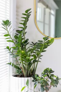 5 Indoor plants that thrive in low-light conditions