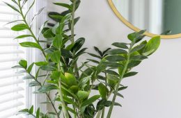 5 Indoor plants that thrive in low-light conditions