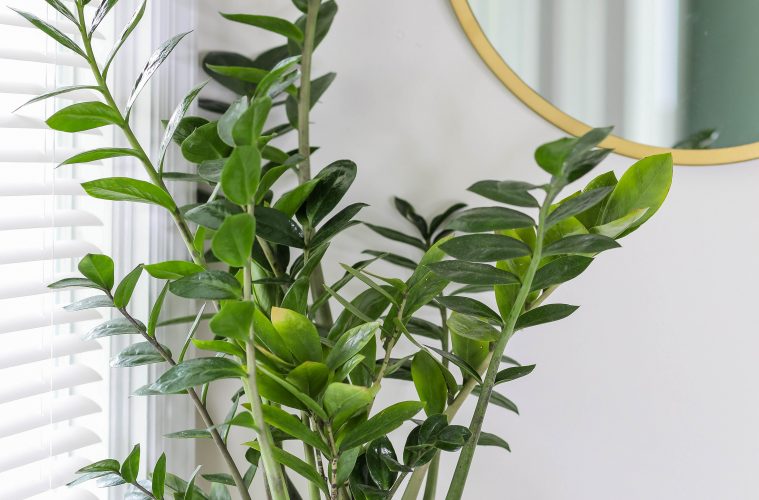 5 Indoor plants that thrive in low-light conditions