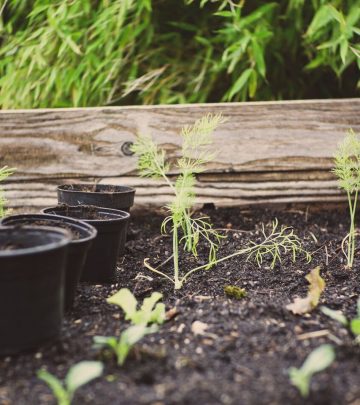 How to make instant compost using your weeds