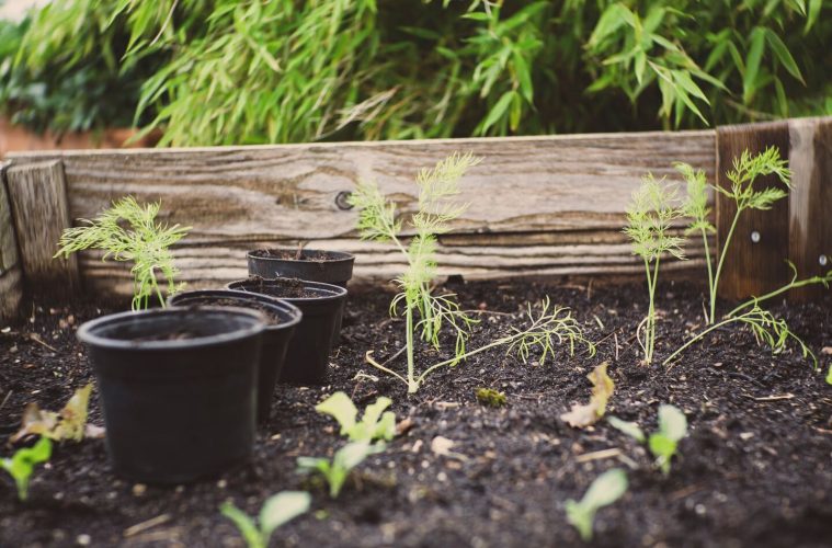 How to make instant compost using your weeds