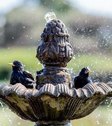 garden water feature