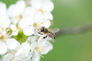 bee on flower