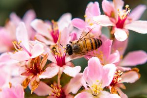 bee on flower