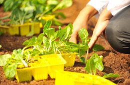 succession planting