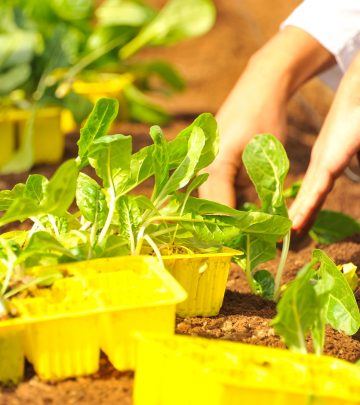 succession planting