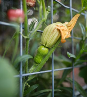 winter squash