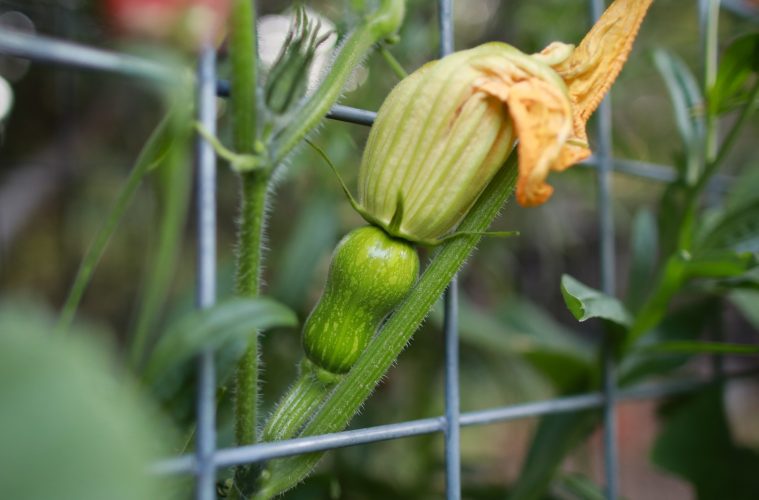 winter squash