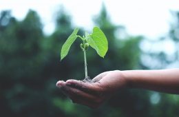 a hand holding a growing plant