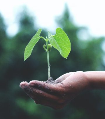 a hand holding a growing plant