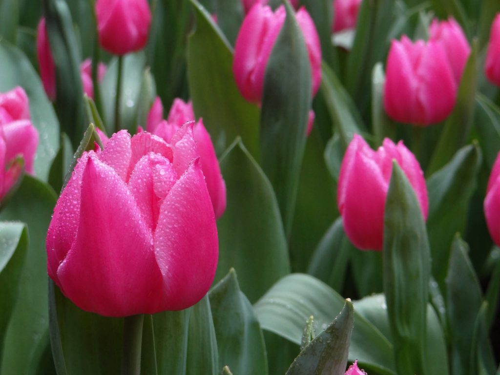 flower themed garden