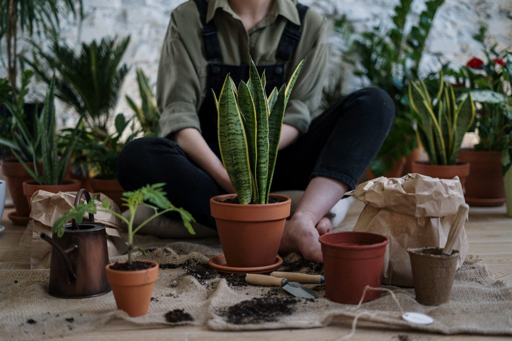 Planting in pots