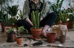 Planting in pots