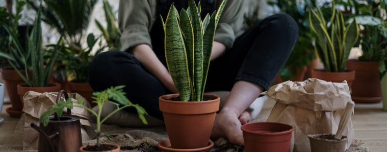 Planting in pots