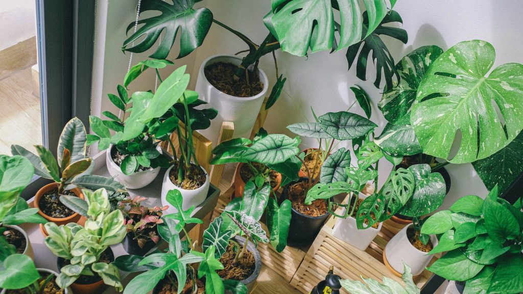 houseplant care