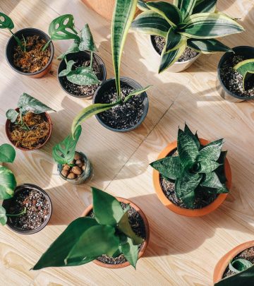 Houseplant grouped in a corner