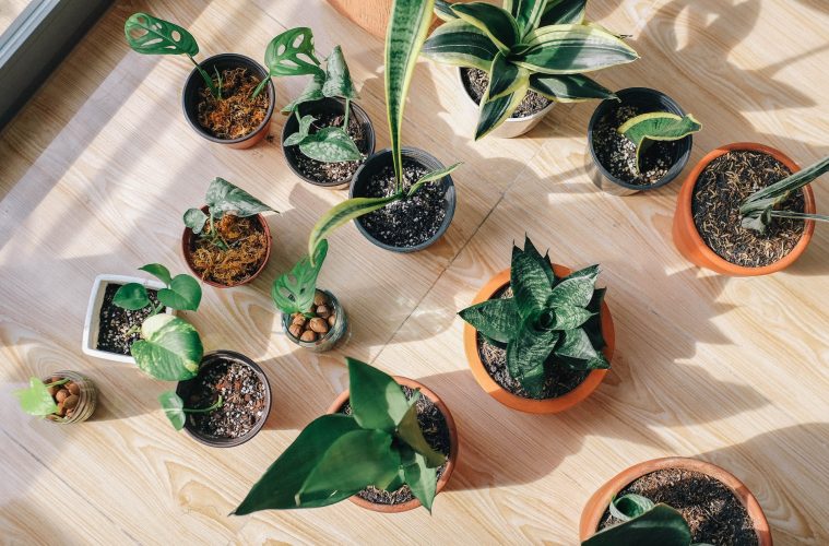 Houseplant grouped in a corner