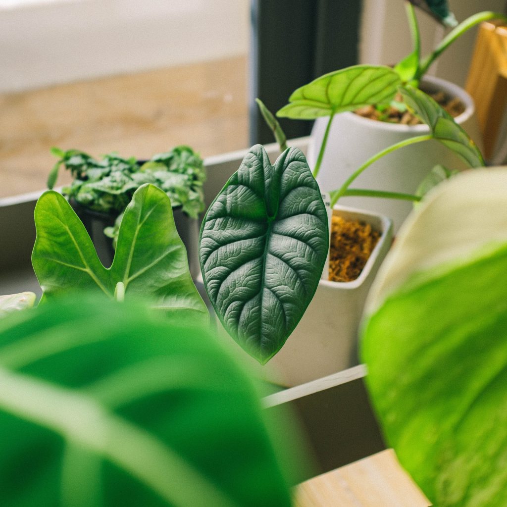 Maximalist indoor garden