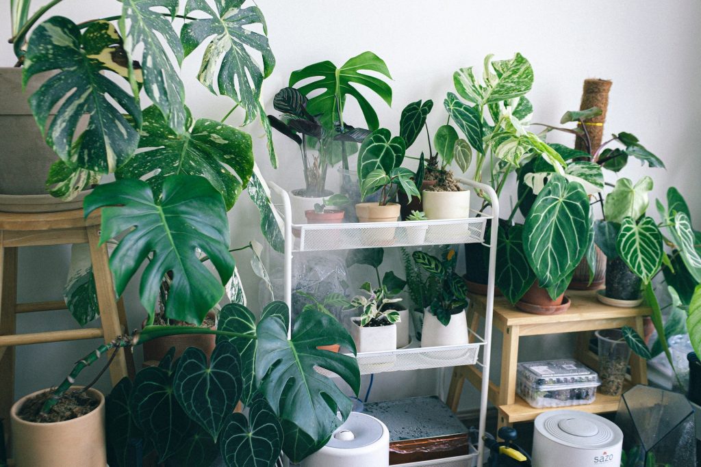 Maximalist indoor garden 