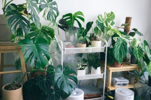 Maximalist indoor garden