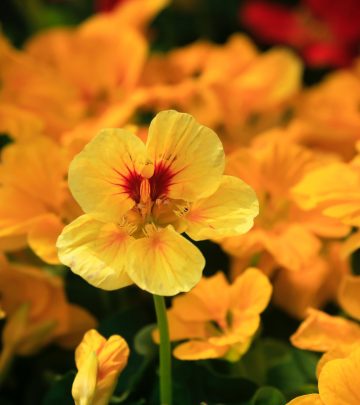 nasturtiums