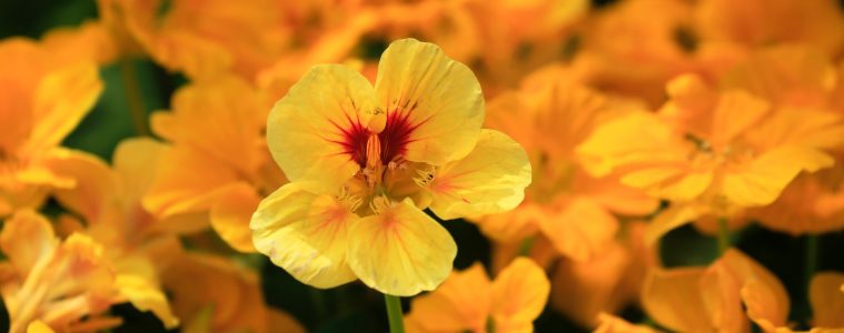 nasturtiums