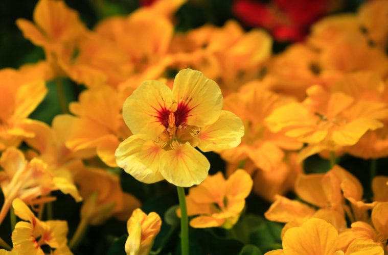 nasturtiums