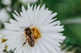 nectar plant and bee