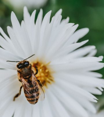 nectar plant and bee