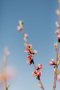 Planting mid-winter