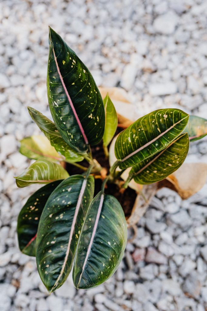 indoor garden