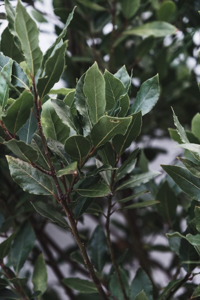 Skin-loving plants