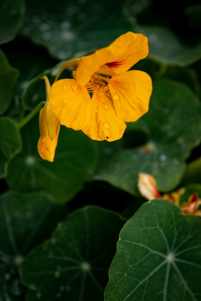 nasturtiums