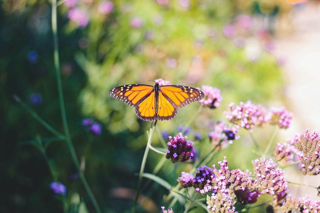 butterfly themed garden